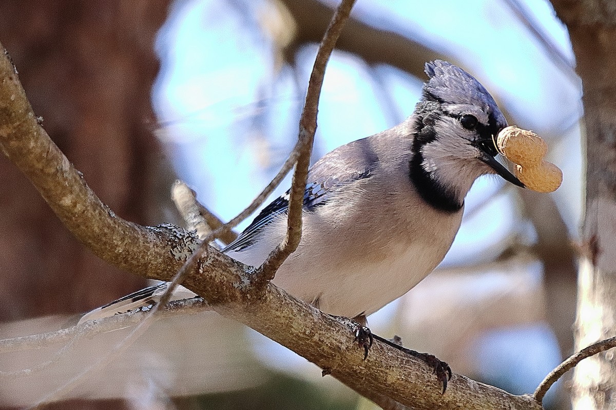 Blue Jay - Brian Cox