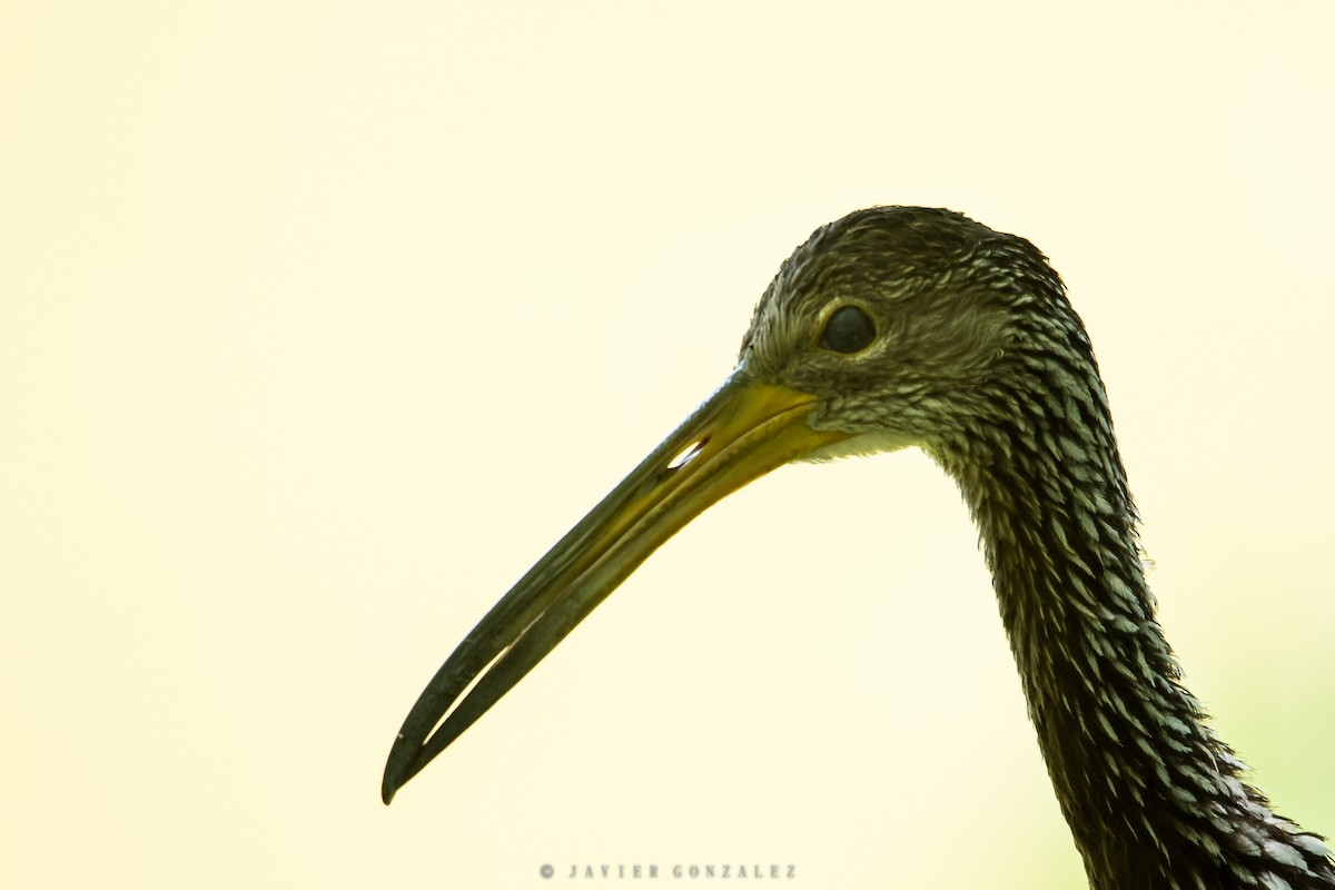 Limpkin - Javier González