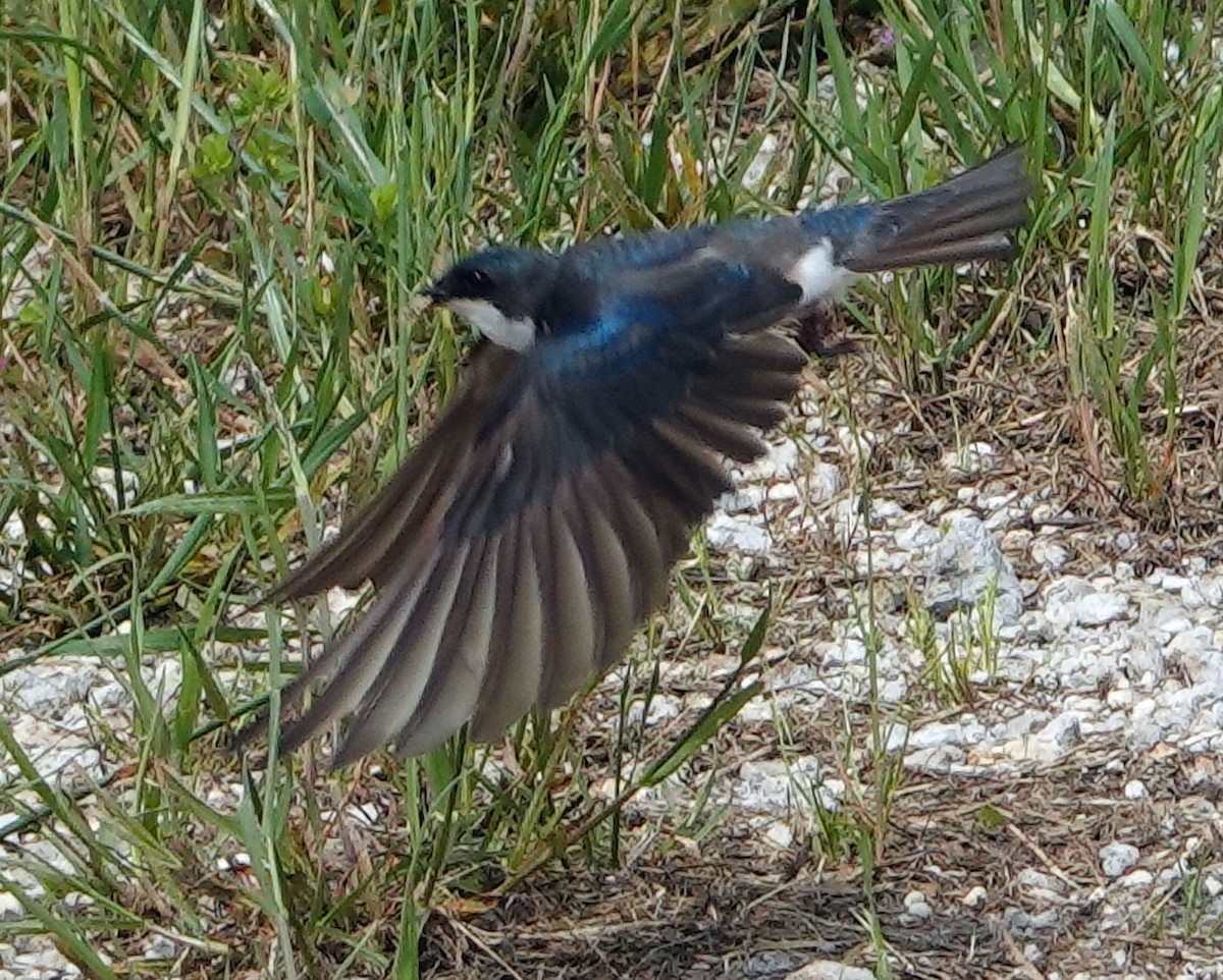 Tree Swallow - Doug Wassmer