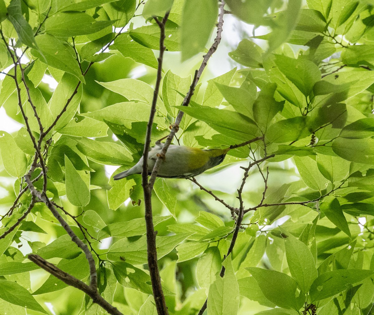 Northern Parula - A Birder