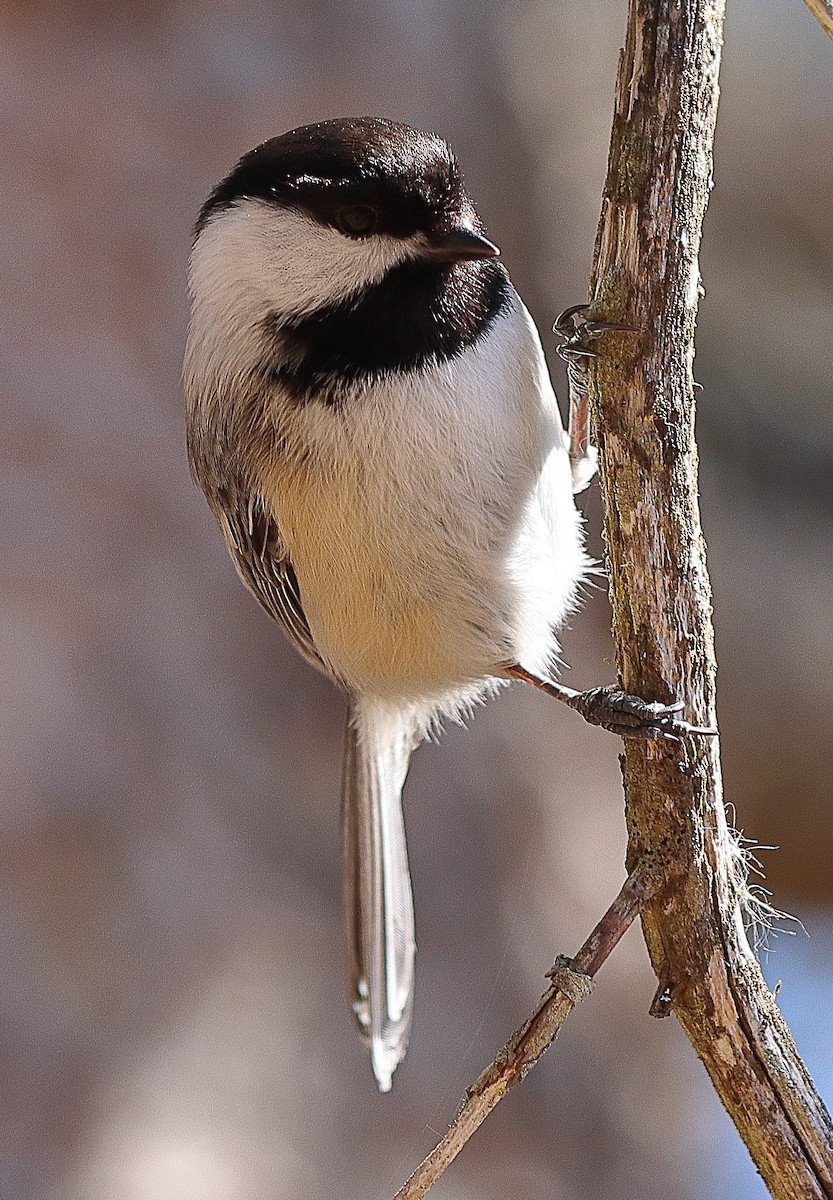 Black-capped Chickadee - Brian Cox