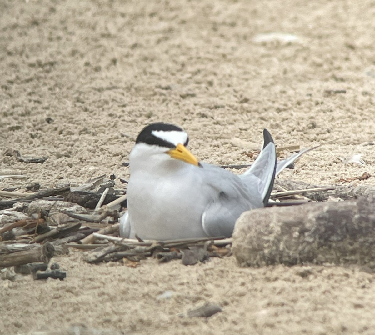 Least Tern - Shelia Hargis