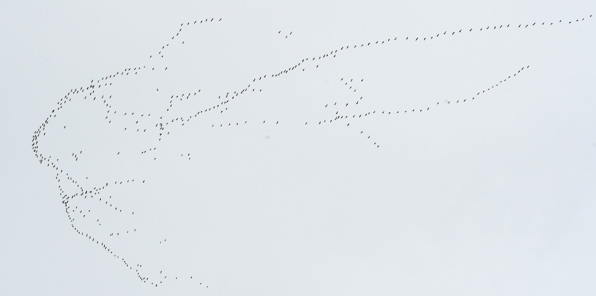 Greater White-fronted Goose - ML618295661