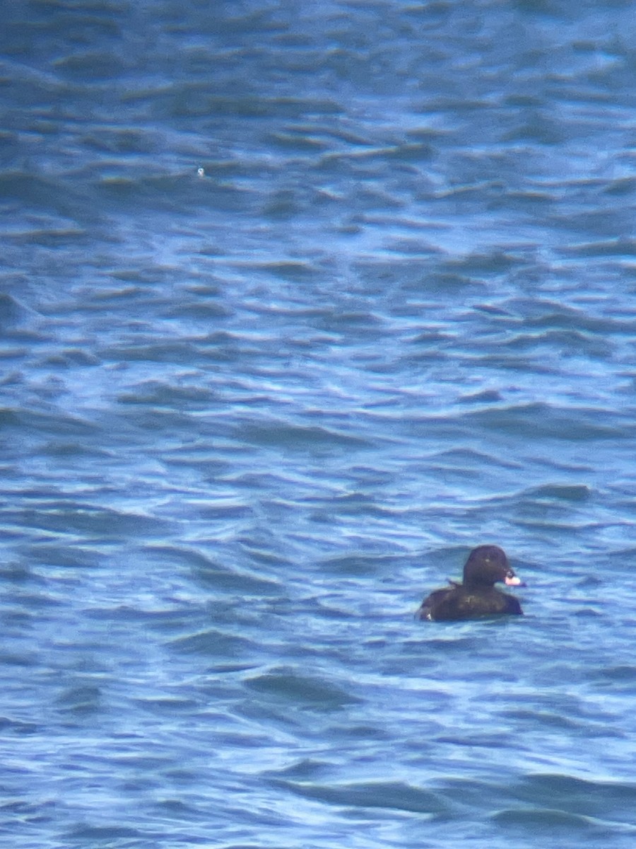 White-winged Scoter - Mackenzie Hollender