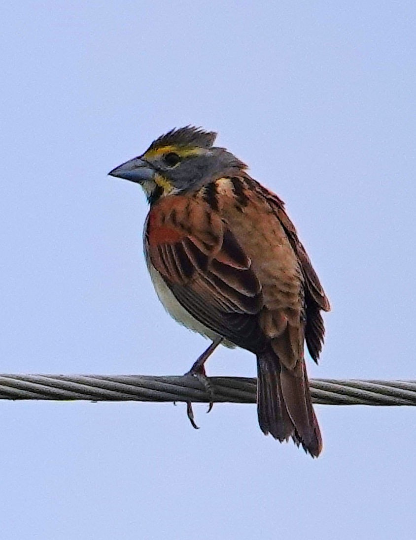 Dickcissel - Doug Wassmer