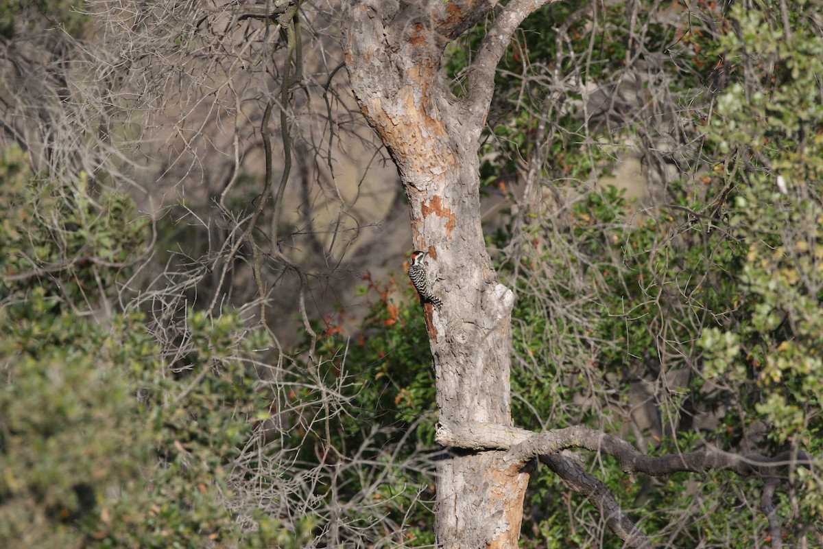 Striped Woodpecker - Aaron David