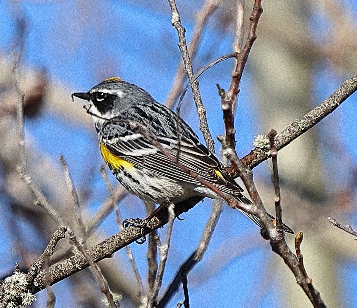 Yellow-rumped Warbler - Brian Cox