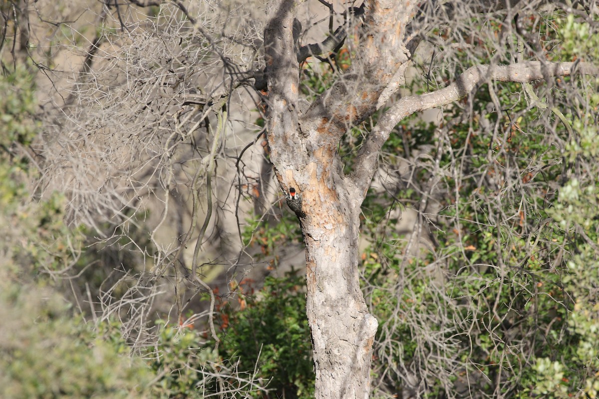 Striped Woodpecker - Aaron David