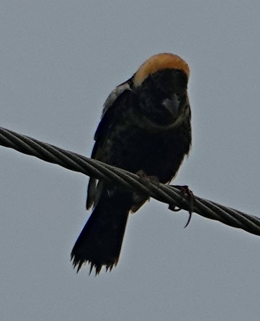 Bobolink - Doug Wassmer