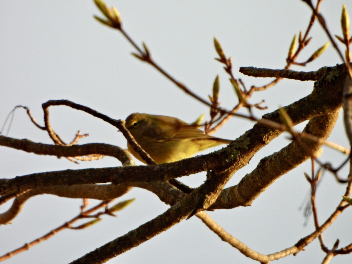 Orange-crowned Warbler - Jane Cullen