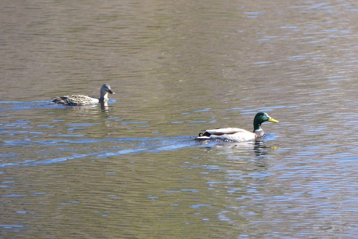 Mallard - Roland Bergeron