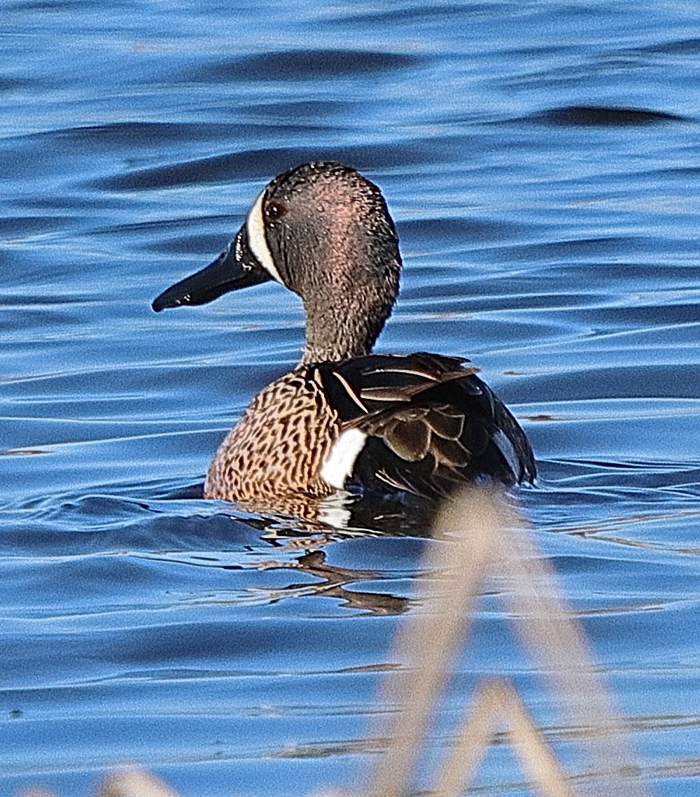 Blue-winged Teal - Brian Cox