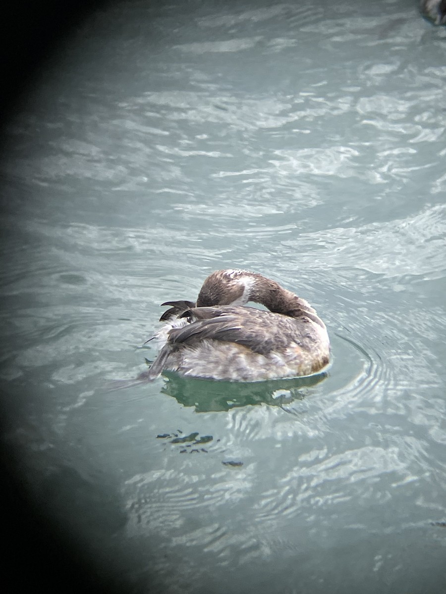 Horned Grebe - Mackenzie Hollender