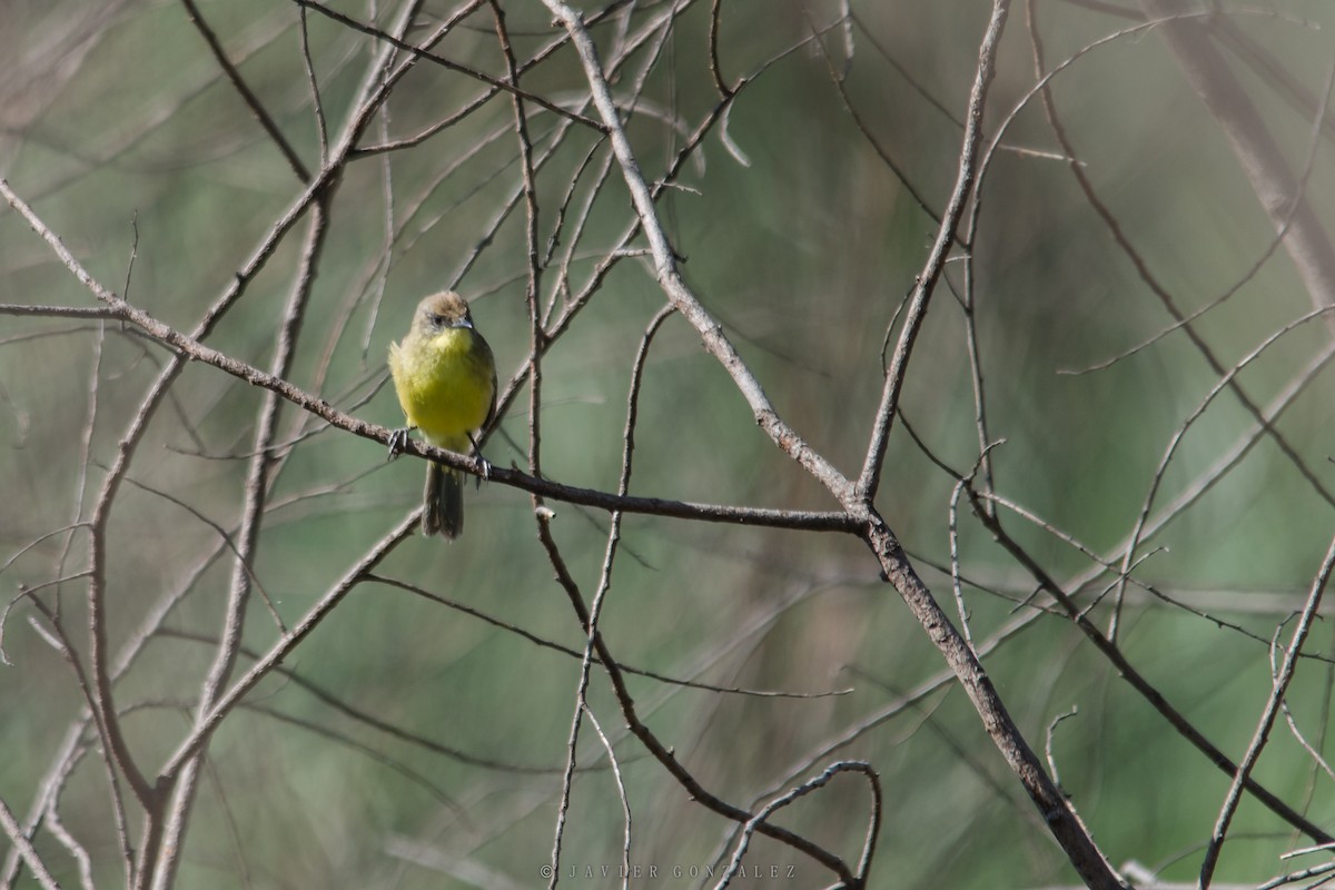 Warbling Doradito - Javier González