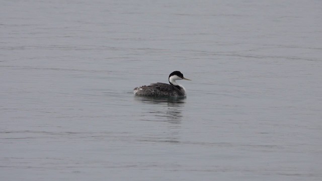 Western Grebe - ML618295721