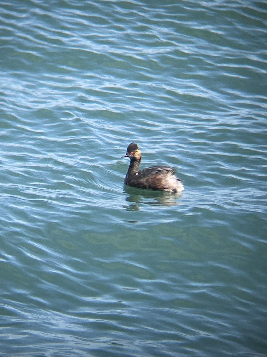 Eared Grebe - Mackenzie Hollender