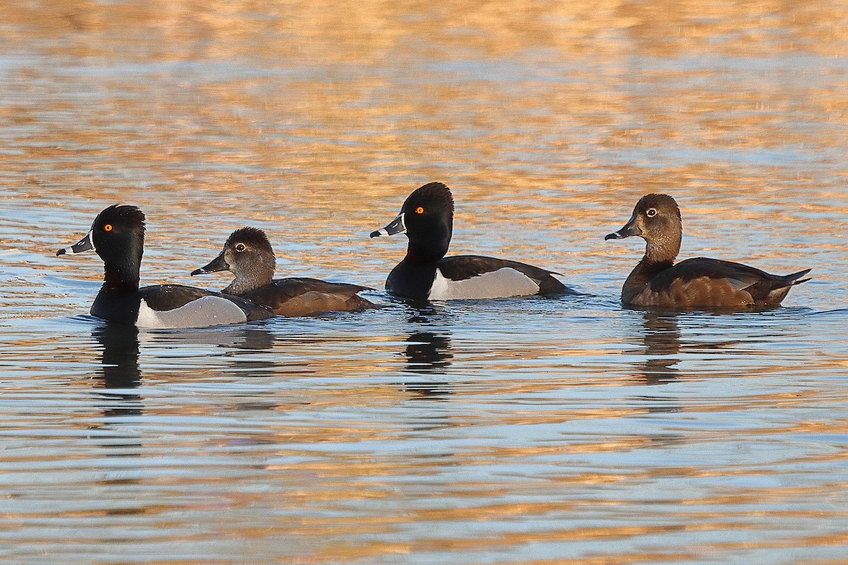 Ring-necked Duck - Brian Cox