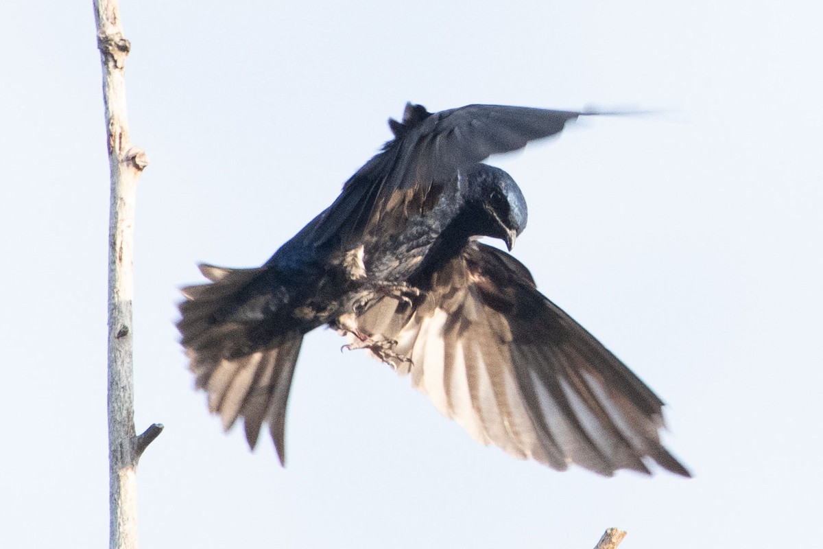 Purple Martin - ML618295803