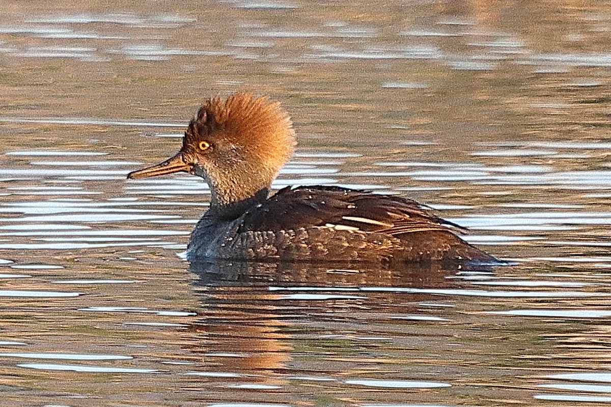 Hooded Merganser - ML618295810