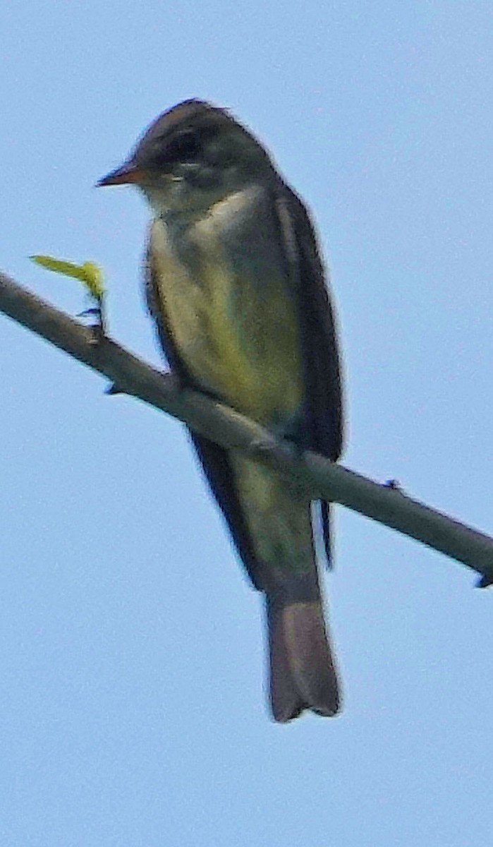 Eastern Wood-Pewee - Doug Wassmer