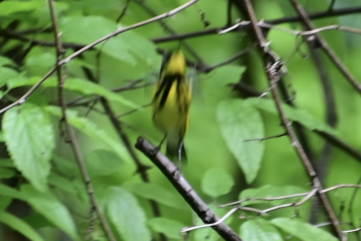 Magnolia Warbler - Sheree Wilson