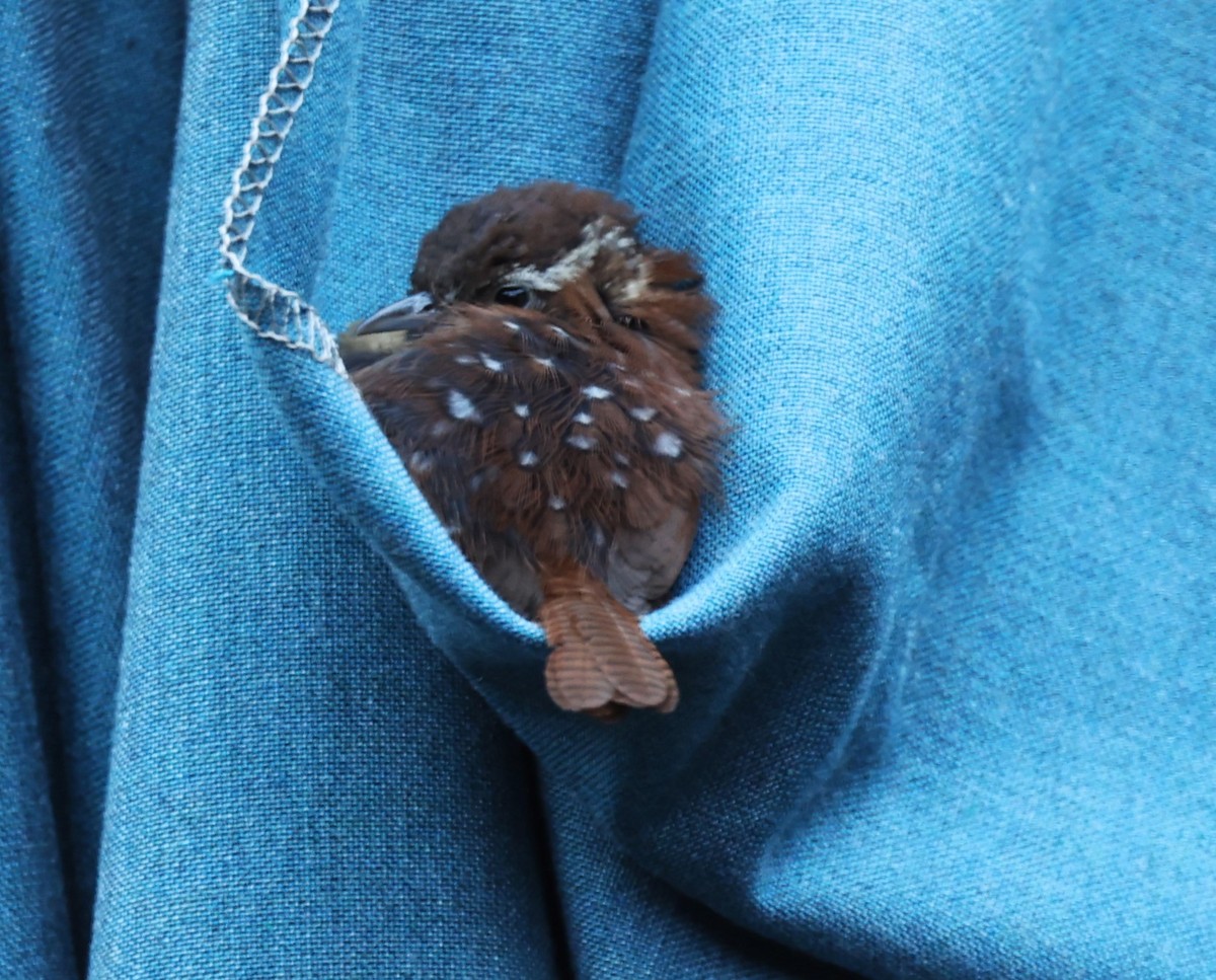 Carolina Wren - Dennis Cooke