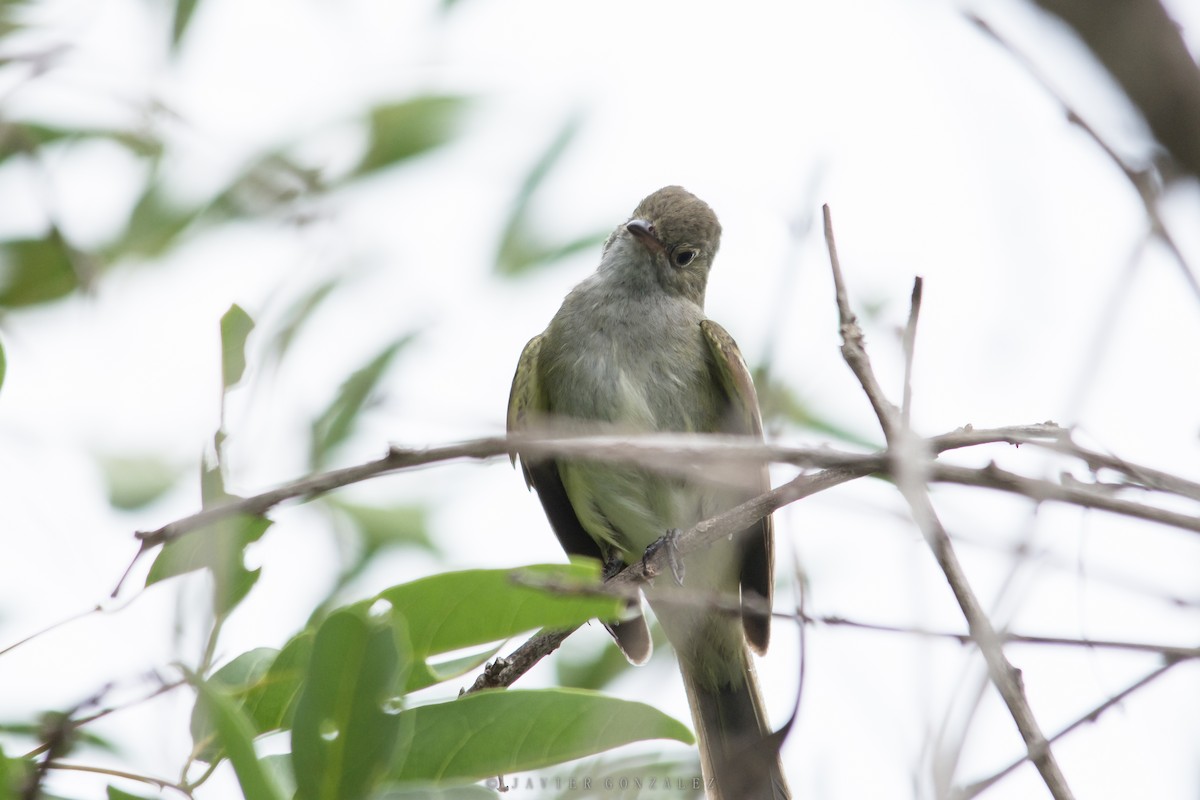 Small-billed Elaenia - Javier González