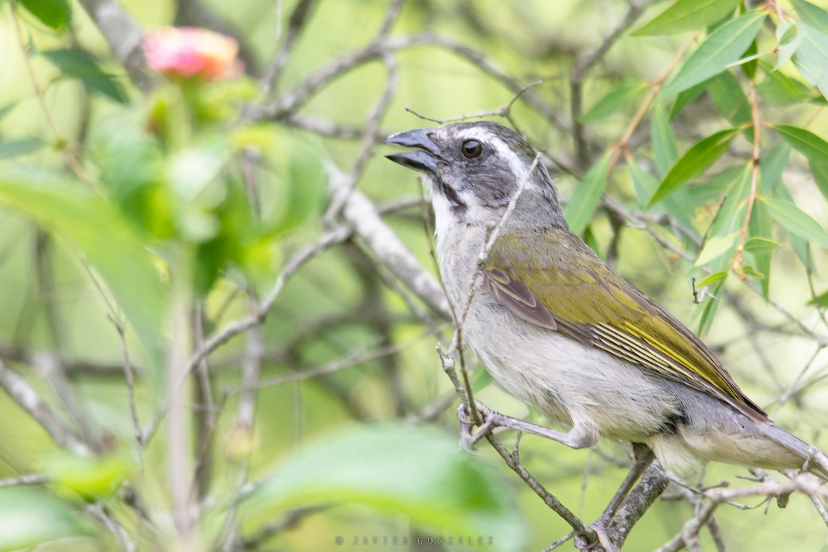 Green-winged Saltator - Javier González