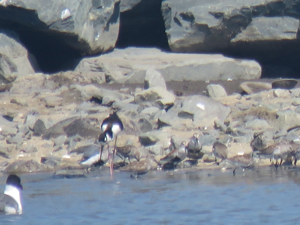 Black-necked Stilt - Nancy T