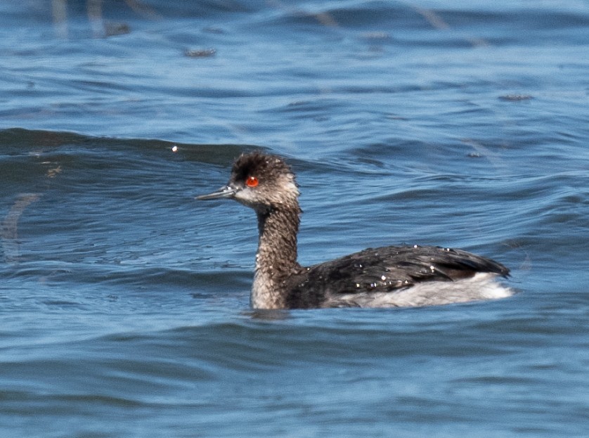 Eared Grebe - Annie Flower