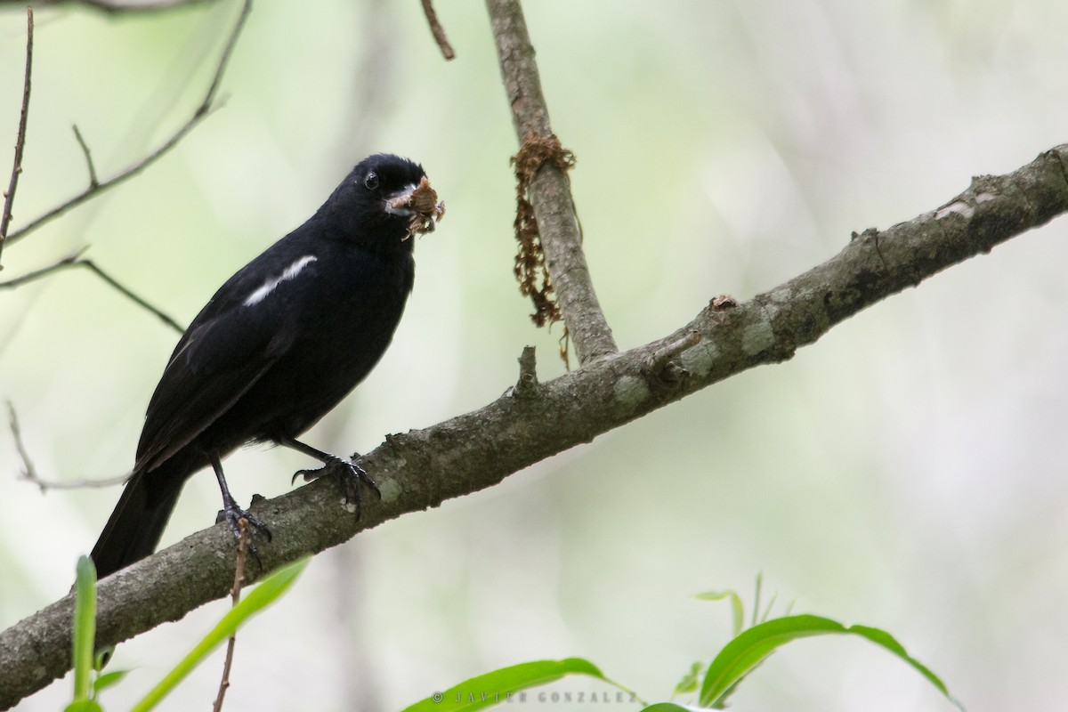 White-lined Tanager - Javier González