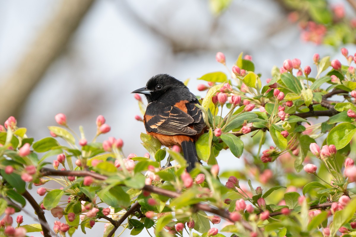 Orchard Oriole - James Ancona