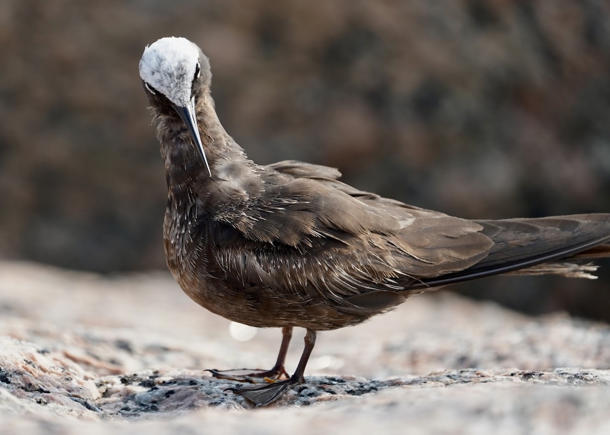 Black Noddy - Karen Carpenter