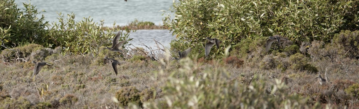 Gray-tailed Tattler - Snotty Foster