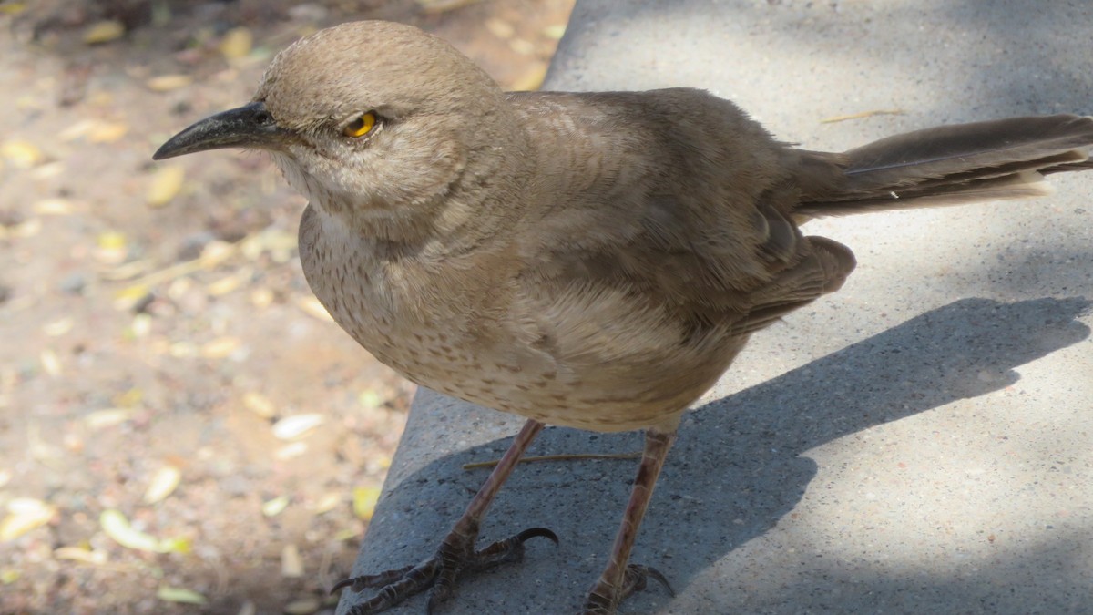 Bendire's Thrasher - ML618295968