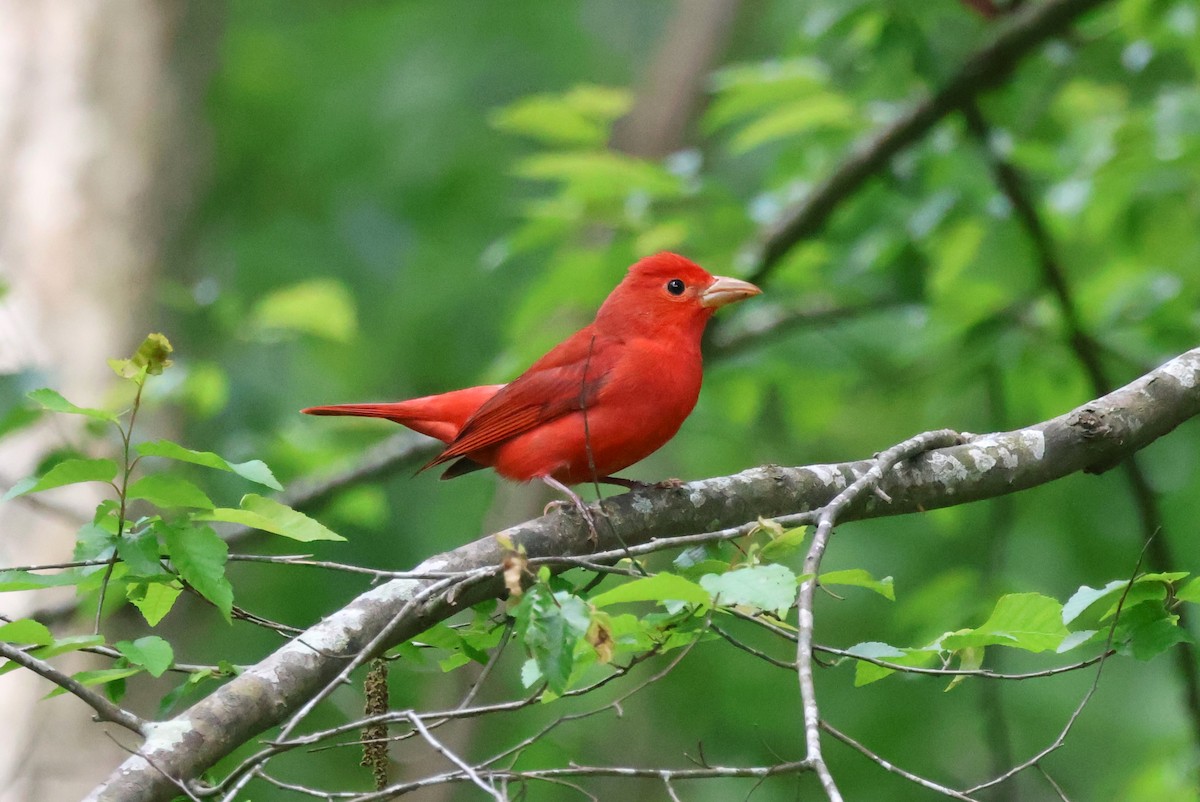 Summer Tanager - Tricia Vesely