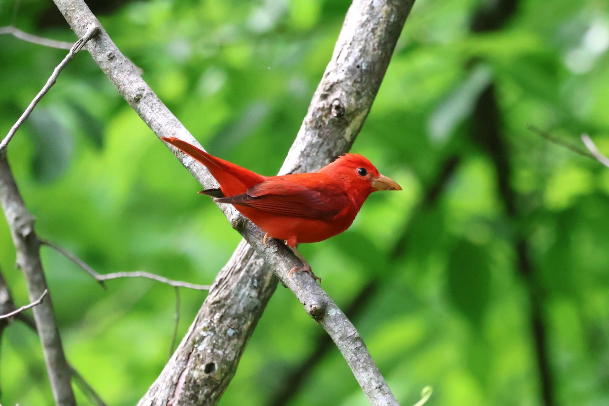 Summer Tanager - Tricia Vesely