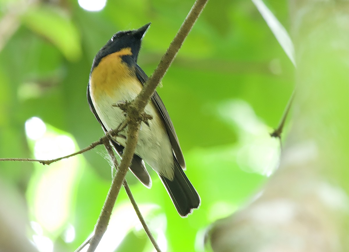 Chinese Blue Flycatcher - Craig Rasmussen