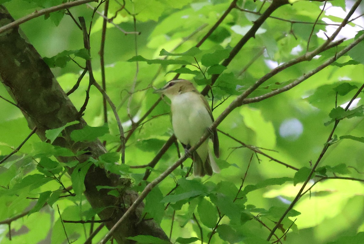 Red-eyed Vireo - ML618295990