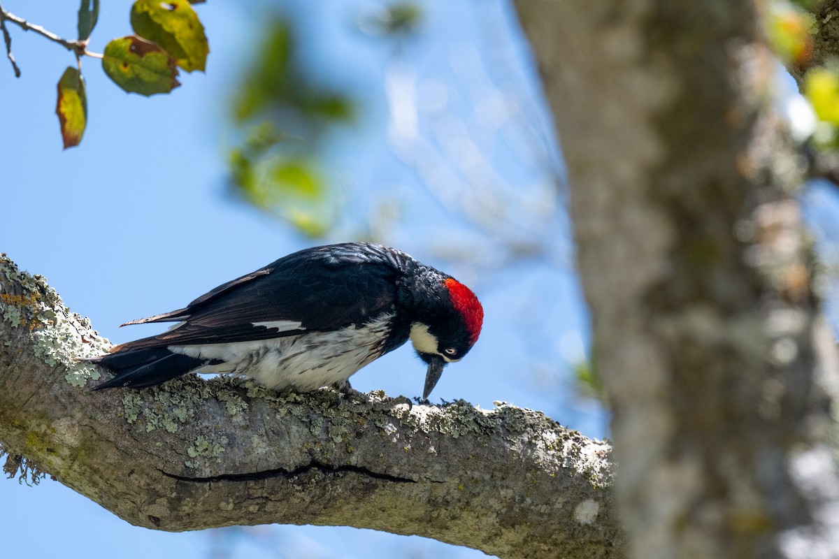 Acorn Woodpecker - Annie Flower