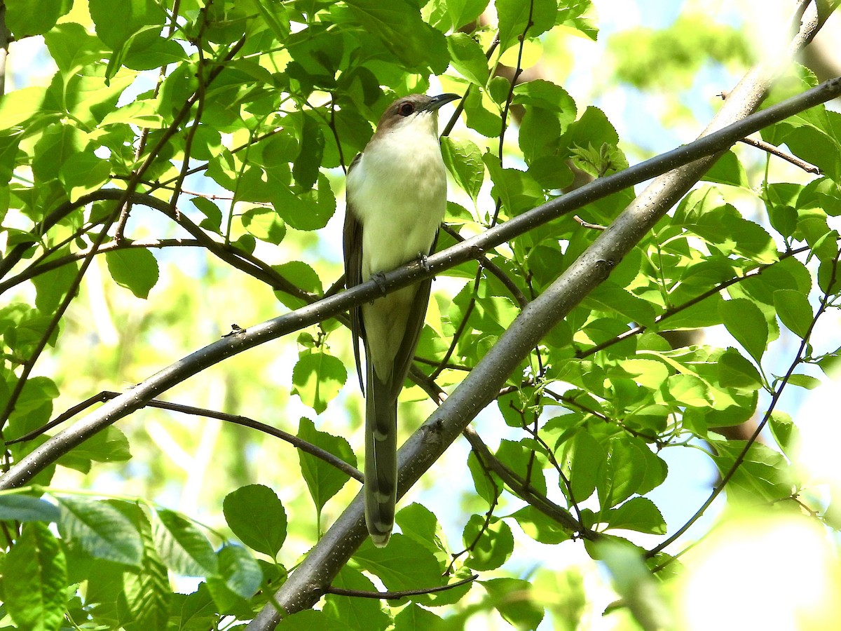 Black-billed Cuckoo - ML618295994