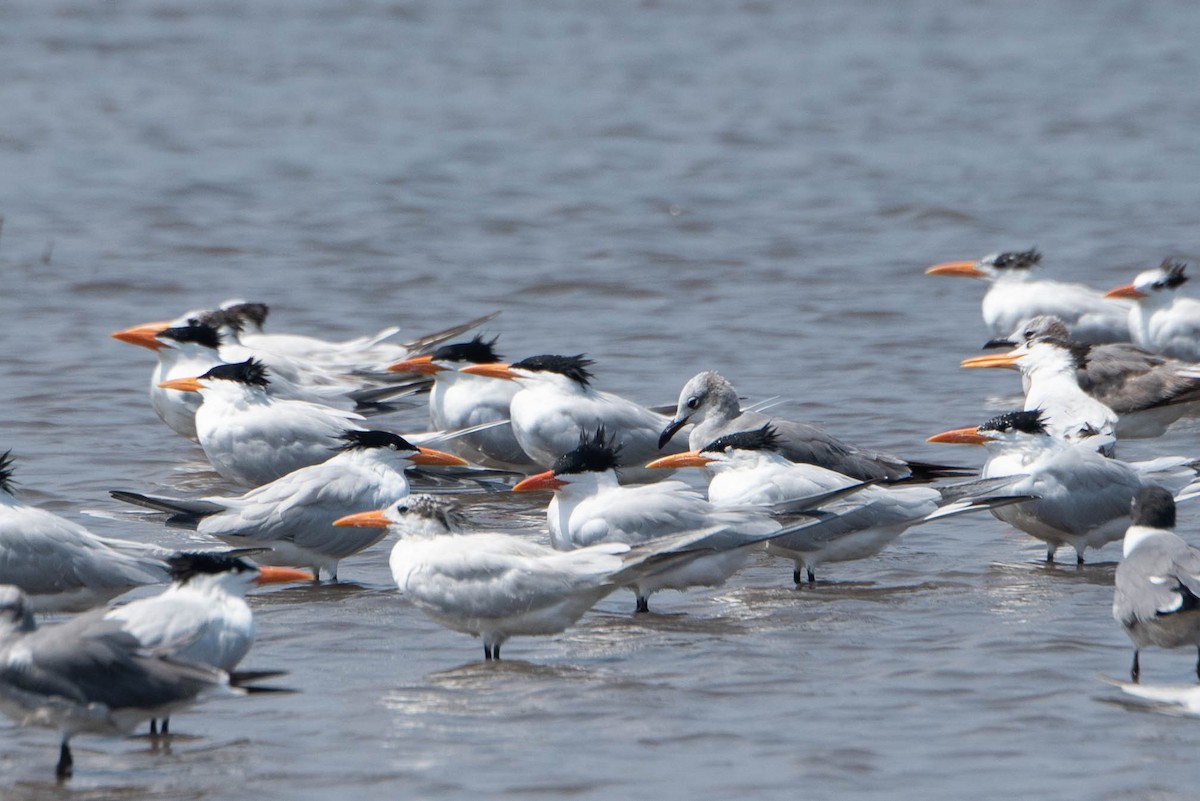 Royal Tern - Andrea Heine