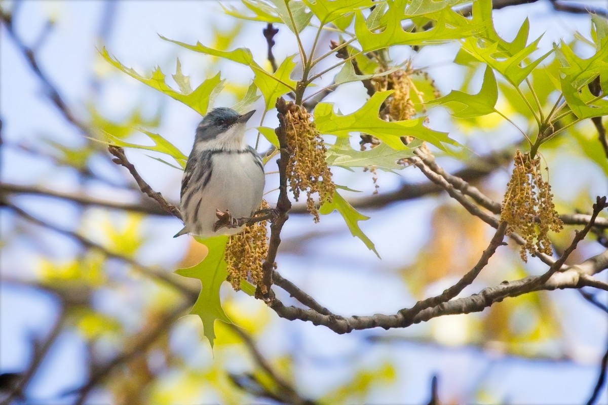 Cerulean Warbler - ML618296005