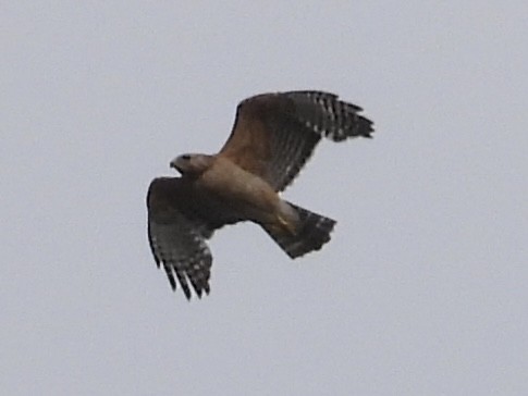 Red-shouldered Hawk - John Amoroso