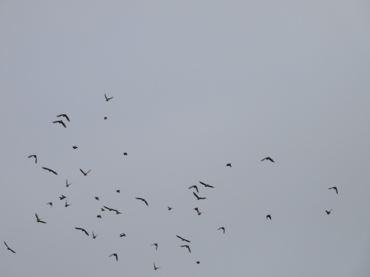 Cedar Waxwing - ML618296046