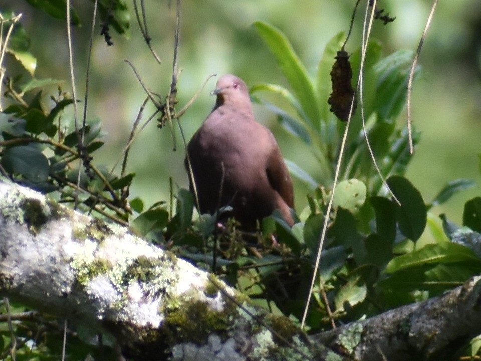 Ruddy Pigeon - Andres Martinez D