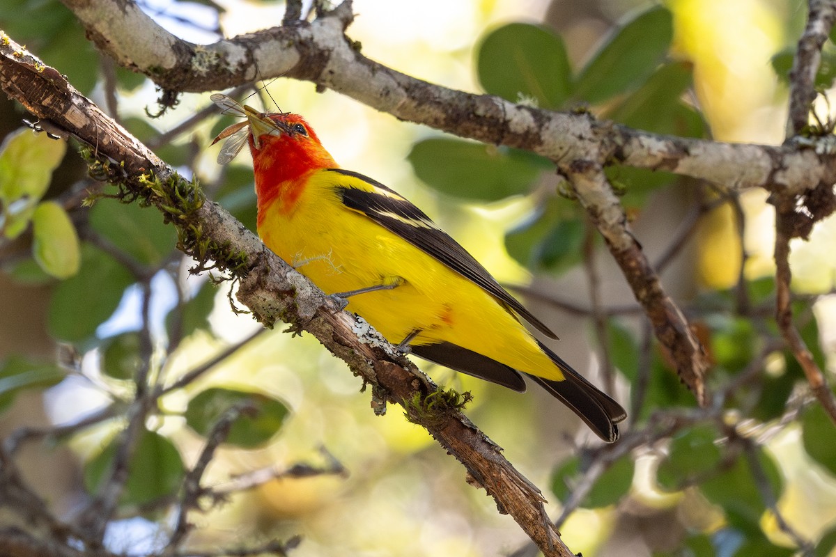 Western Tanager - Tom Hambleton