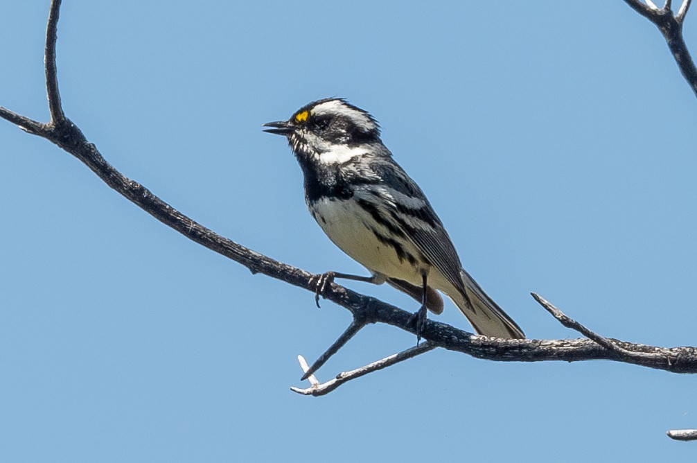 Black-throated Gray Warbler - Tom Hambleton