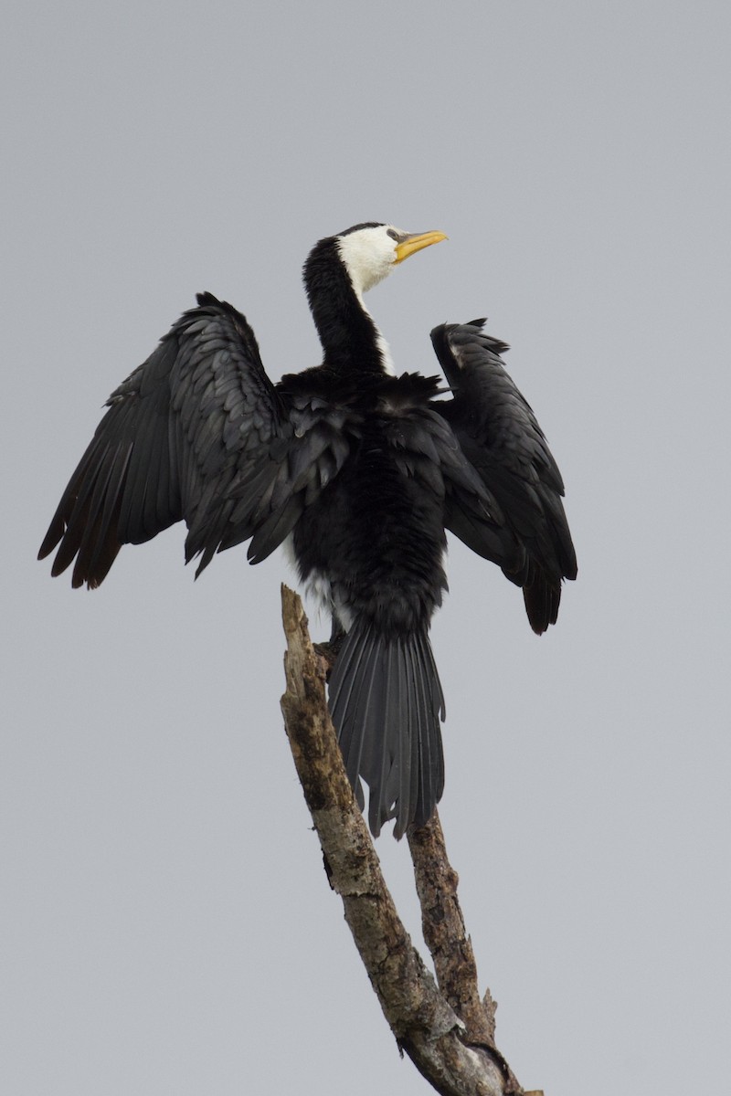 Little Pied Cormorant - ML618296081