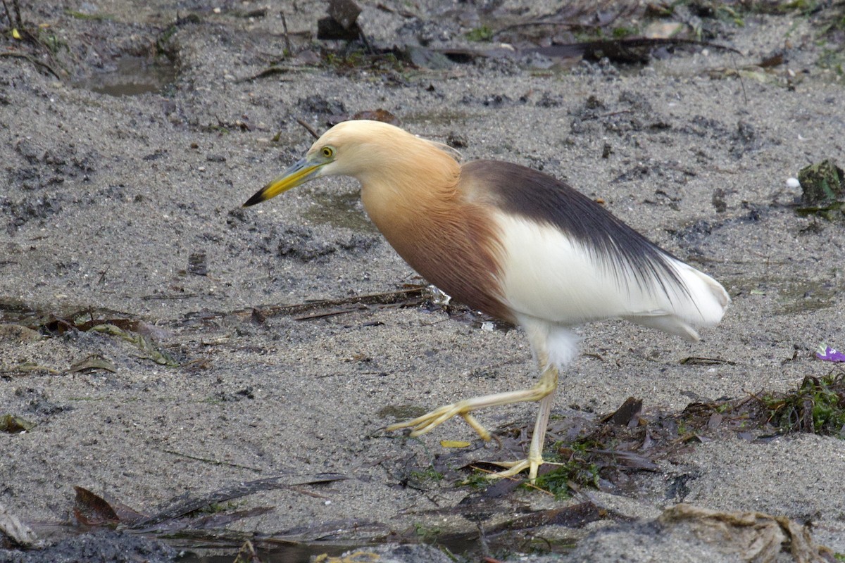 Javan Pond-Heron - ML618296090